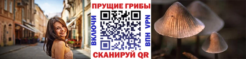 Псилоцибиновые грибы Cubensis Сычёвка